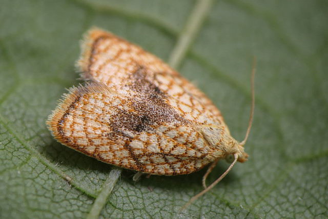 Maple Button (Acleris forsskaleana) Maple Button