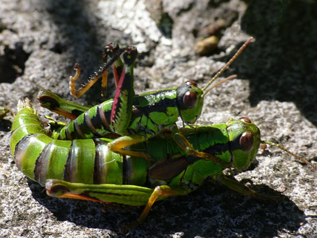 Miramella alpina Alpine grasshopper - Miramella alpina