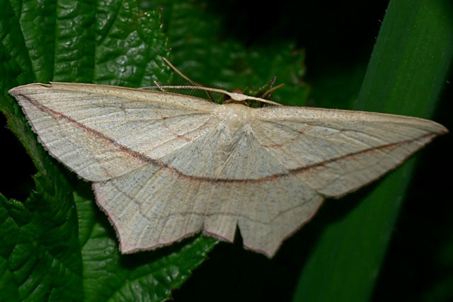 Timandra comae Blood-vein - Timandra comae