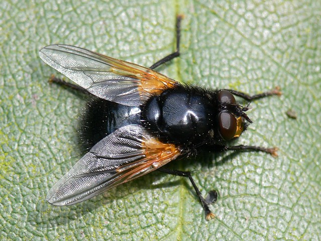 Mesembrina meridiana Mesembrina meridiana