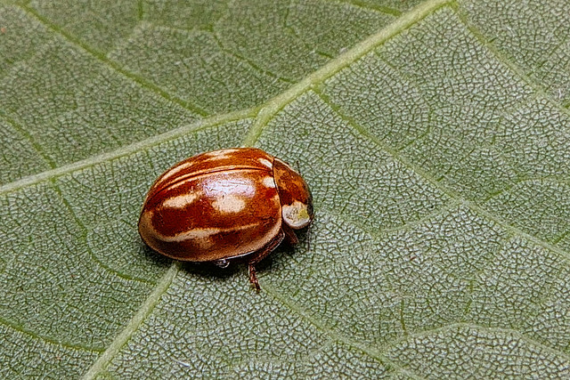Striped Ladybird