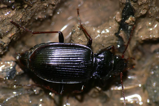 Nebria brevicollis
