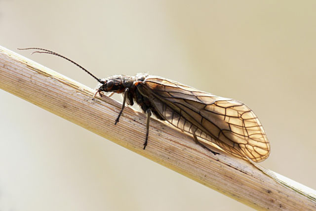 Neuroptera