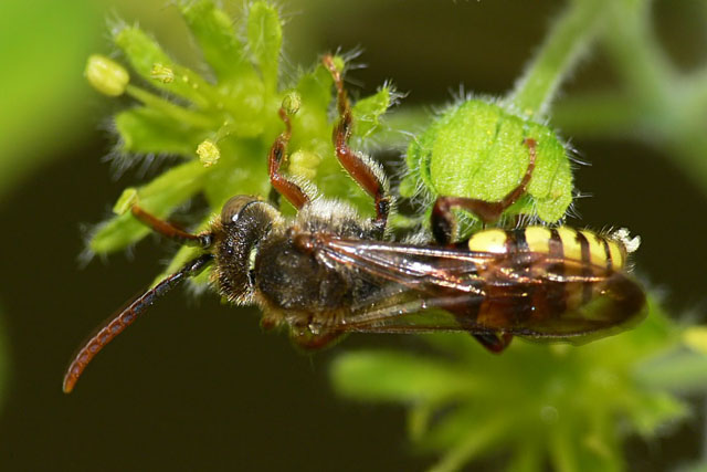 Nomada ruficornis Nomada ruficornis