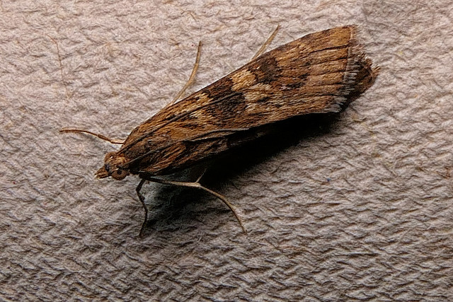 Rush Veneer Moth