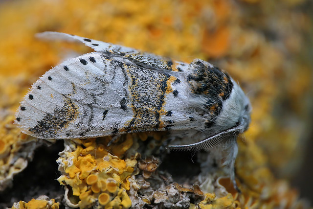 Sallow Kitten (Furcula furcula)