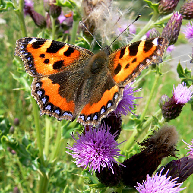 Aglais urticae Aglais urticae