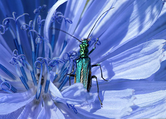 Oedemera sp. Oedemera nobilis