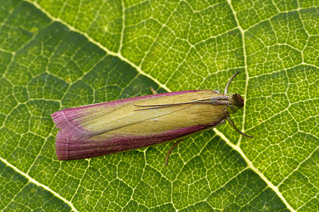 Oncocera semirubella
