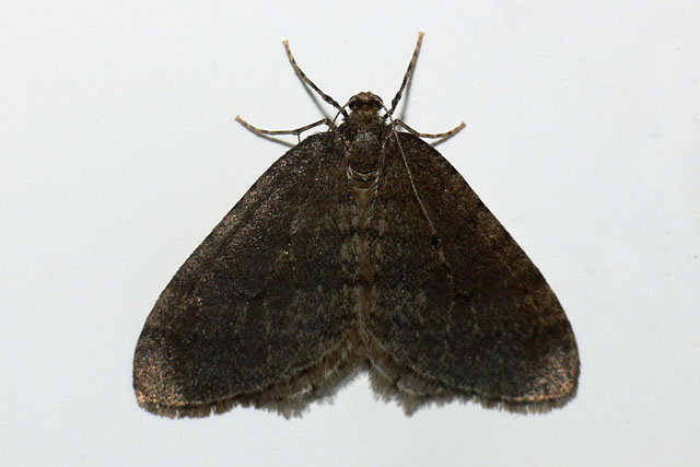 Operophtera brumata