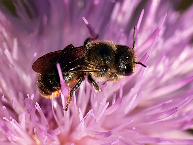 Osmia leaiana Osmia leaiana