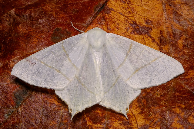 Swallow-tailed Moth (Ourapteryx sambucaria)