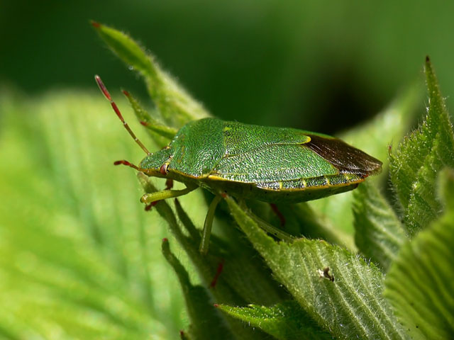 Green shieldbug - Palomena prasina