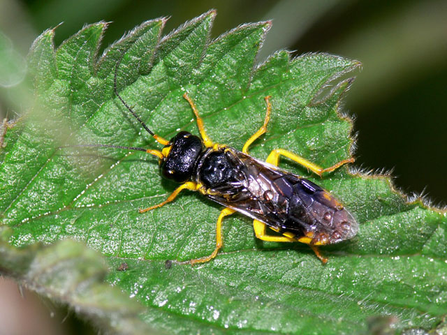 Pamphilius sp. Pamphilius sp.