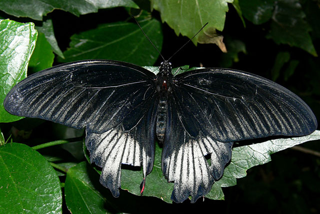Papilio lowi Papilio lowi