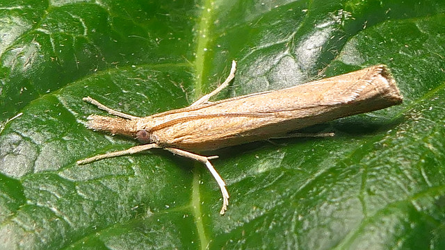 Rolled Grass-moth