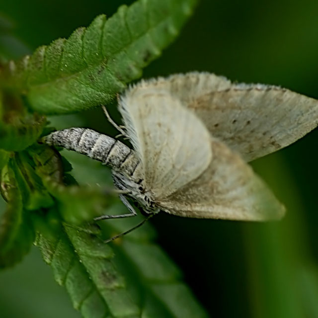 Ovipositing Grass Rivulet - Perizoma albulata