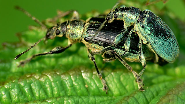 Phyllobius sp.