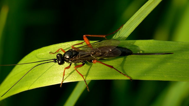 Pimpla sp. Pimpla sp.