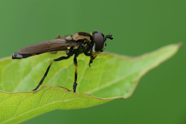 Pyrophaena granditarsus