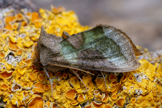 Burnished Brass moth