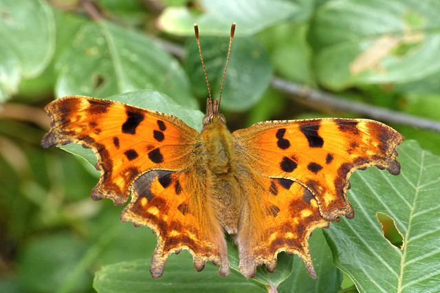 Polygonia c-album