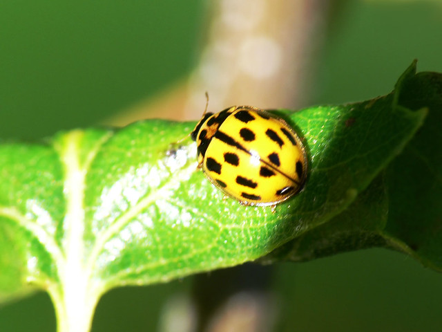 Propylea quatuordecimpunctata
