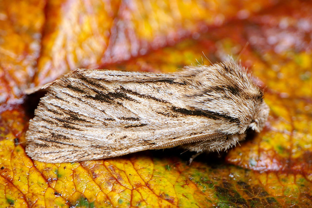 Sprawler Moth