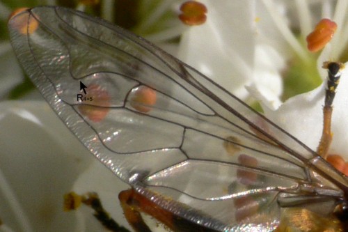 Loop in r4+5 vein in Eristalini genus hoverfly
