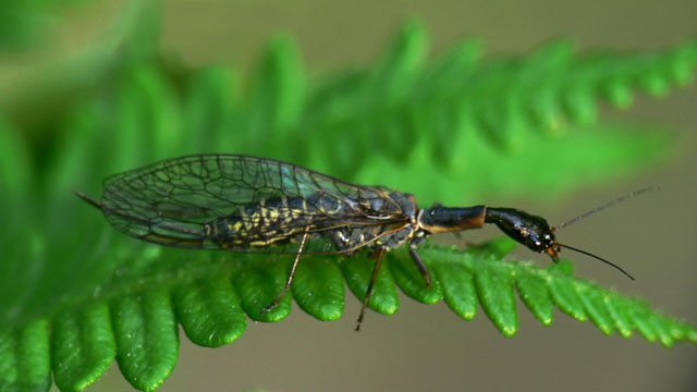 Xanthostigma xanthostigma Snakefly (Raphidioptera)