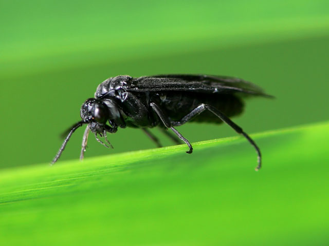 Iris Sawfly (Rhadinoceraea micans)