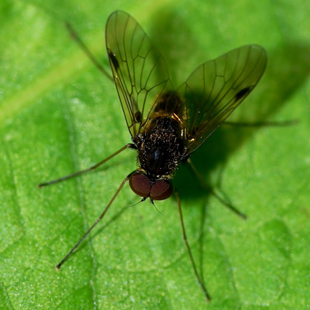 Snipe Fly, Rhagionidae, diptera