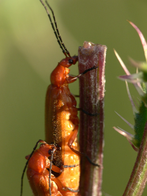 Soldier Beetle - Rhagonycha fulva