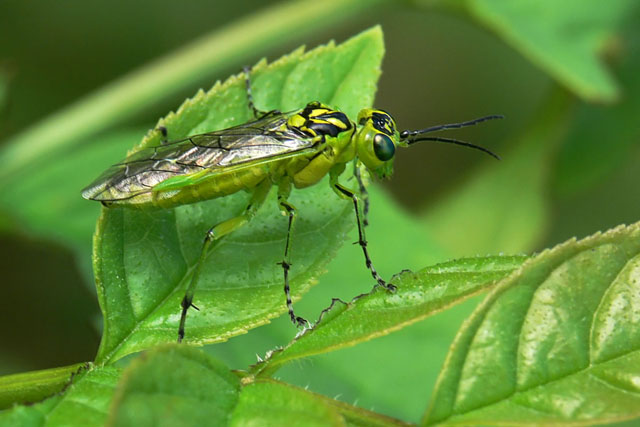 Sawfly - Rhogogaster viridis