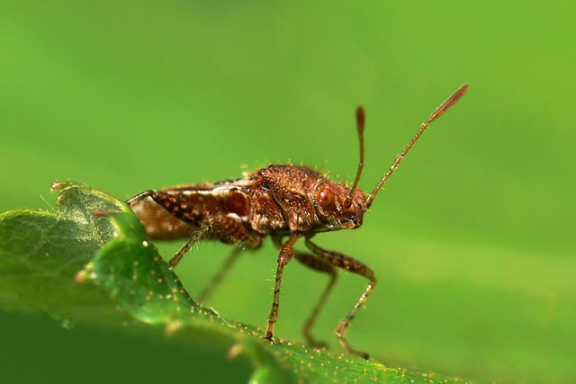 Rhopalidae heteroptera hemiptera, true bug