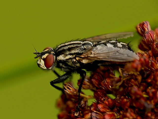 Sarcophaga carnaria Sarcophaga carnaria