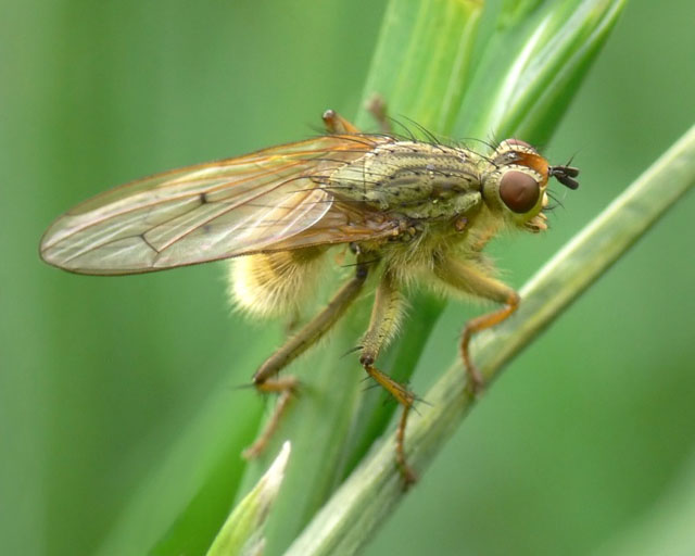 Scathophaga stercoraria Yellow Dung Fly