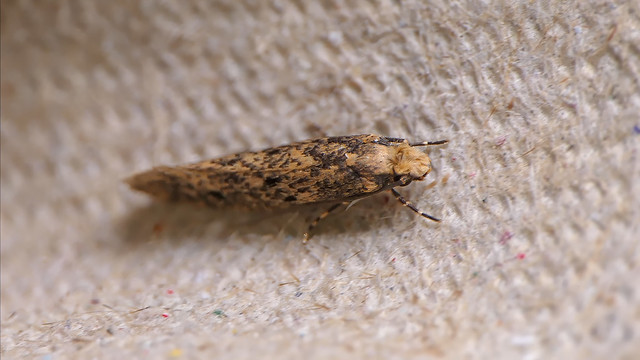 Scrobipalpa moth