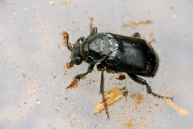 Nicrophorus humator