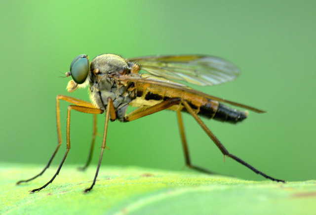 Snipe Fly - Rhagio tringarius Snipe Fly - Rhagio tringarius