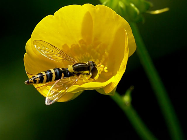 Sphaerophoria scripta