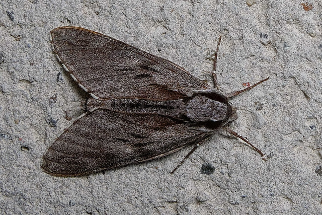 Pine Hawk-moth