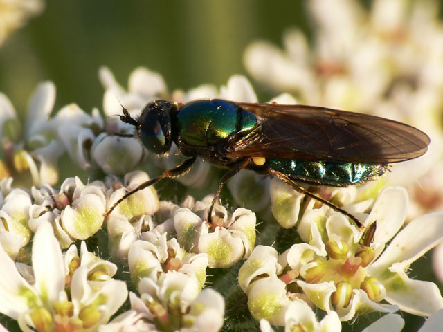 Chloromyia formosa