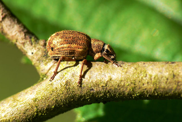 Strophosoma melanogrammum