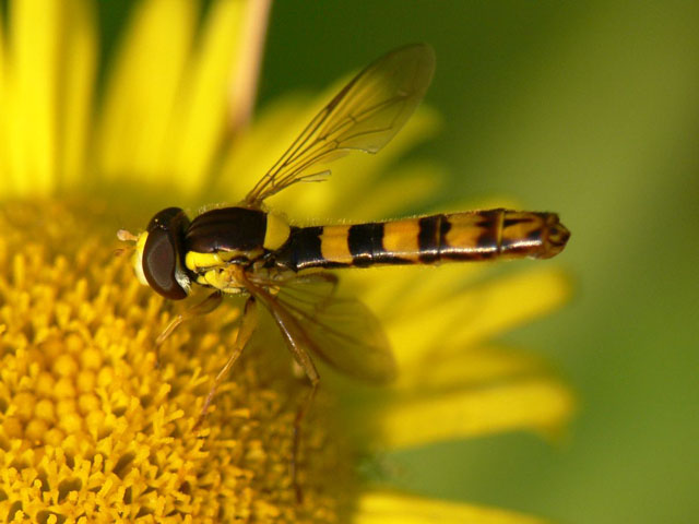 Sphaerophoria scripta Sphaerophoria scripta