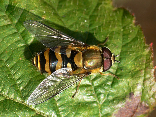 Syrphus ribesii