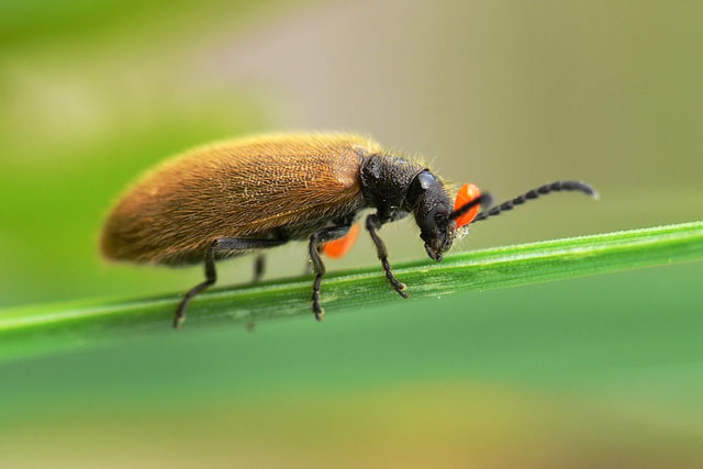 Lagria hirta Lagria hirta