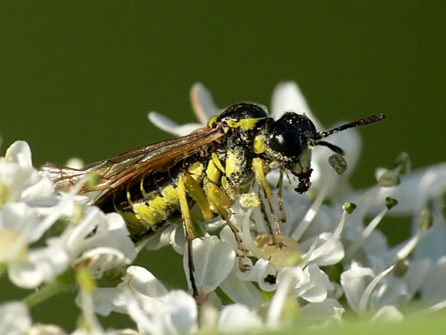 Sawfly Tenthredo sp