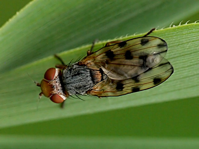 Tephritid sp. Fruit Fly Tephritid sp.