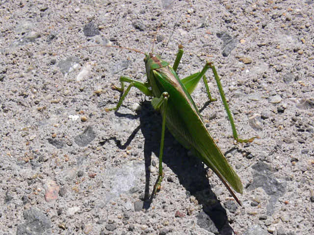 Tettigonia viridissima